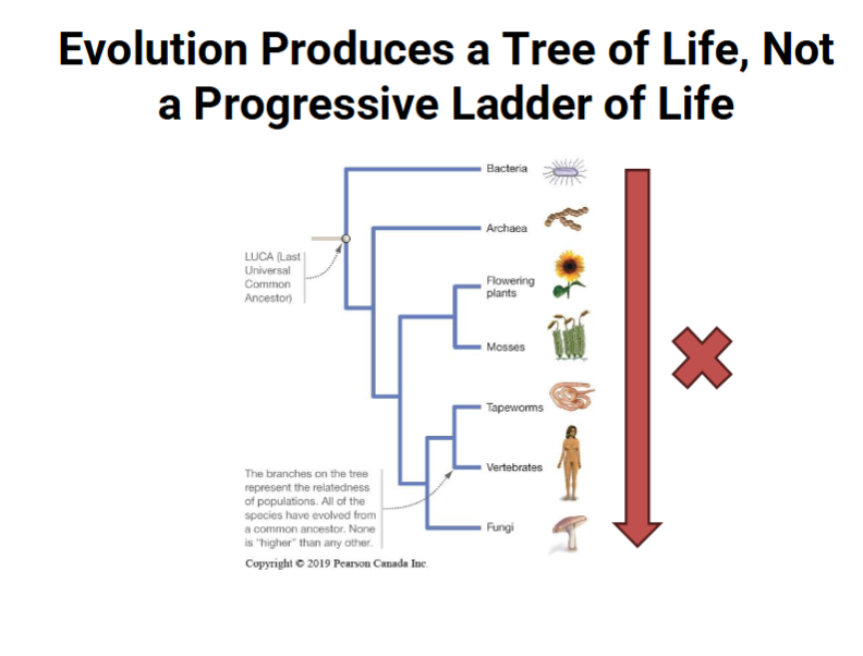 <ul><li><p>Taxa appearing at the tips of the branches are all extant (modern, currently living)</p></li><li><p>To say one extant taxa is more “primitive/lower” or “advanced/higher” than the other would be incorrect</p></li></ul><p></p>