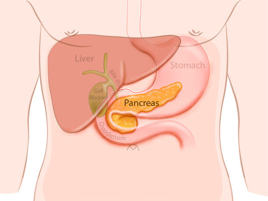 <p>What is the exocrine and endocrine function of the pancreas?</p>