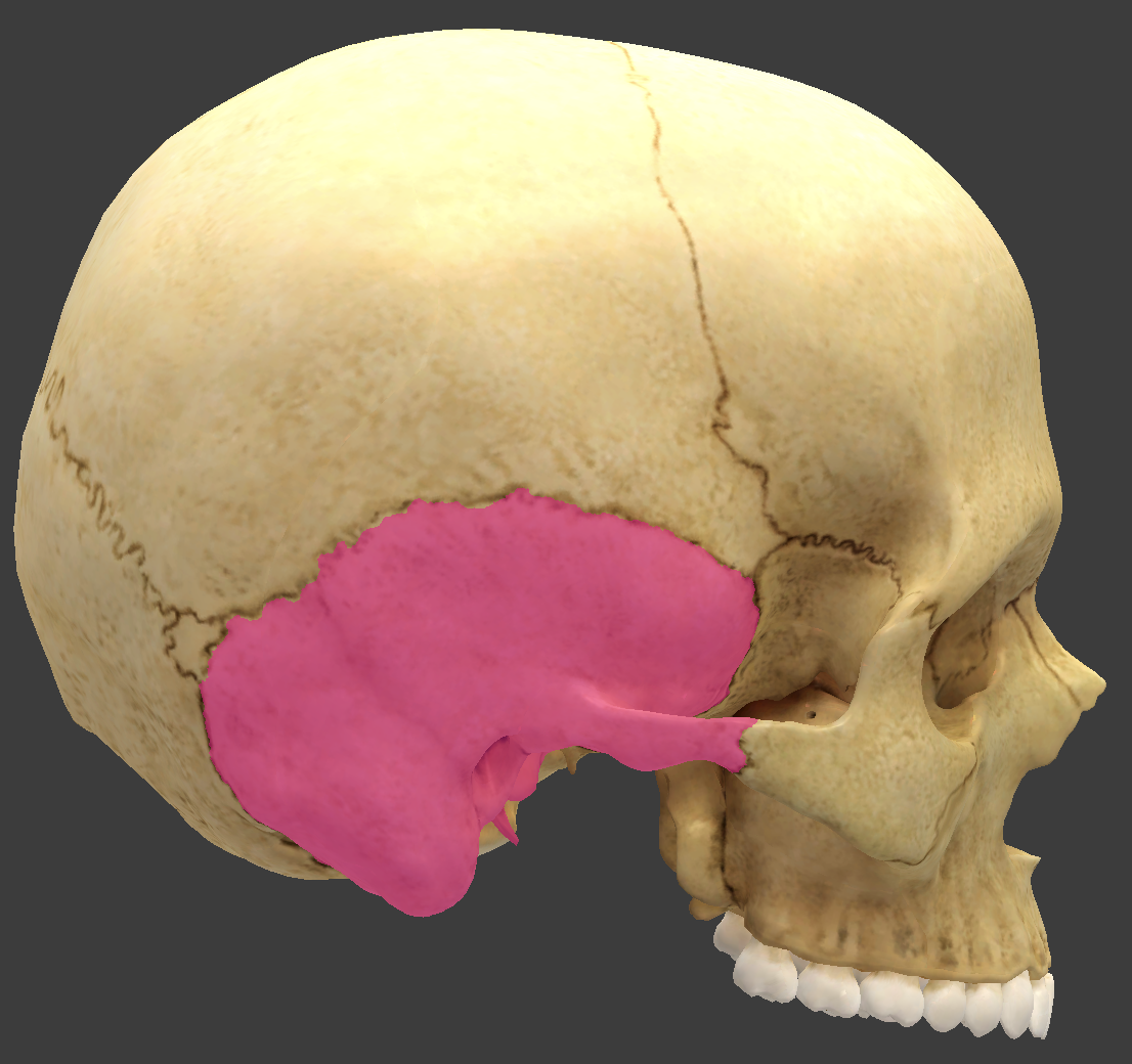 <p>bone/structure highlighted</p>