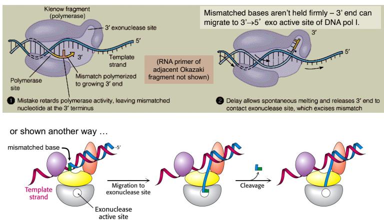 <p>proofreading/editing: excises mismatched/defective nucleotides in the 3’ end of the Okazaki fragments w/ 3’ → 5’ exonuclease</p><p></p>