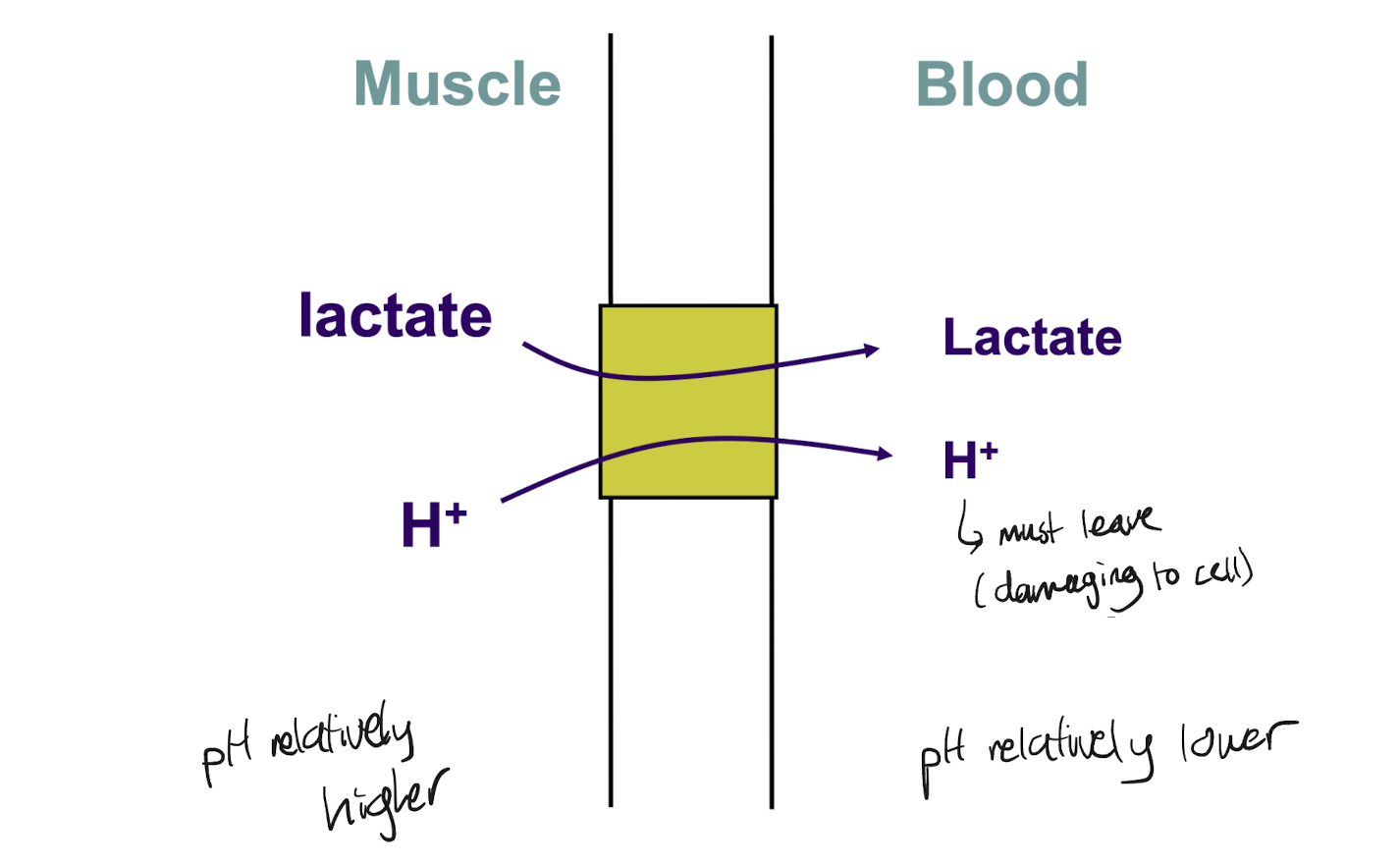 <p>Lactate is a “dead-end” product because it cannot be consumed as fuel under anaerobic conditions, it must be exported out of the muscle cell in order to ensure the equilibrium stays forward.</p><p>A plasma membrane symporter exports protons and lactate out of the muscle (protons need to be exported from muscle because excess proton concentration can be damaging). As a result, the pH within muscle cells is slightly higher relative to in the blood</p>