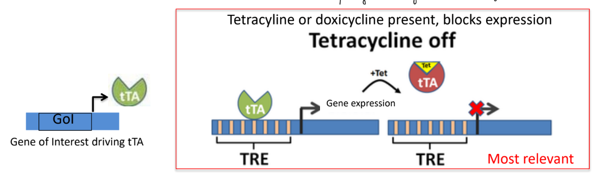 <p><strong><u>tTA </u></strong>— a yeast transcription factor (aka yeast TF)</p><ul><li><p>binds to the TRE sequence to either turn on or off downstream gene expression</p></li></ul><p>_</p><p><strong><u>if tetracycline or doxicycline is present, then gene expression is blocked (SO tetracycline is NOT expressed)</u></strong></p><p>(don’t think about v.v.)</p>