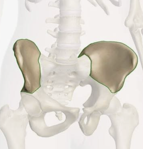 <p>Which bone is this?</p>