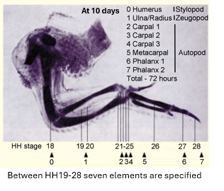 <p>between HH19-28 seven elements are specified</p>