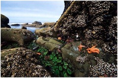 <p>Organisms like barnacles, sea stars, and crabs attach to rocks and have shells to prevent desiccation.</p>