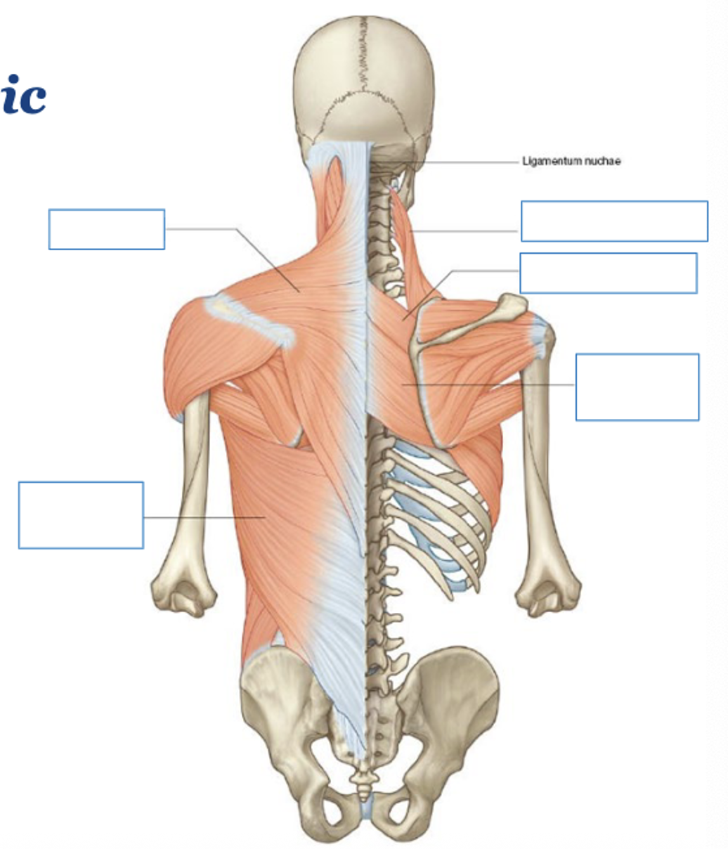 <p>extrinsic muscles of back - list (5)</p>