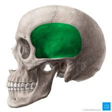 <p>shallow depression or recess in surface of a bone</p>