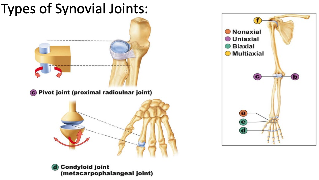 <p>Pivot</p><ul><li><p>Uniaxial</p></li><li><p>Pronation, supination</p></li></ul><p>Condyloid joint</p><ul><li><p>Biaxial</p></li><li><p>Flexion, extension, adduction, abduction</p></li></ul><p></p>