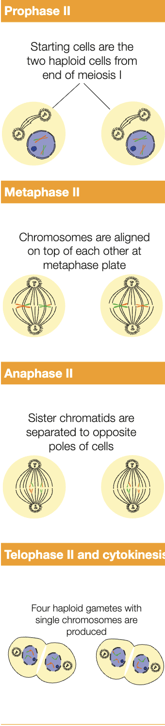 <ul><li><p>prophase 2 - no DNA replication occurs to the two haploid cells produced from meiosis 1 (sister chromatids are already present). if needed, chromatin condenses, the nucleus and nucleolus break down - chromosomes are in the cytoplasm. The new spindle apparatus starts to form</p></li></ul><p></p><ul><li><p>metaphase 2 - spindle fibres from opposite poles attach to centromeres of chromosomes, each with 2 identical sister chromatids - moves them to the metaphase plate, where they vertically align</p></li></ul><p></p><ul><li><p>anaphase 2 - sister chromatids of each chromosome are separated and move to opposite poles</p></li></ul><p></p><ul><li><p>telophase 2 - nuclear membrane forms around each of 4 sets of chromosomes, and the nucleolus for each cell becomes visible. chromosomes decondense</p></li></ul><p></p><ul><li><p>cytokinesis - divides each cytoplasm - results in<strong> 4 genetically variable haploid cells</strong></p></li></ul><p></p>