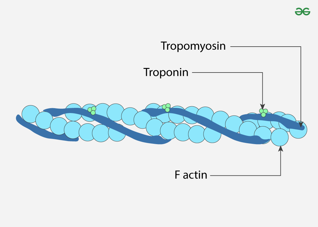 <p>Actin Filaments </p>