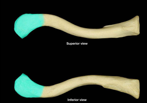 <p>acromial end</p>