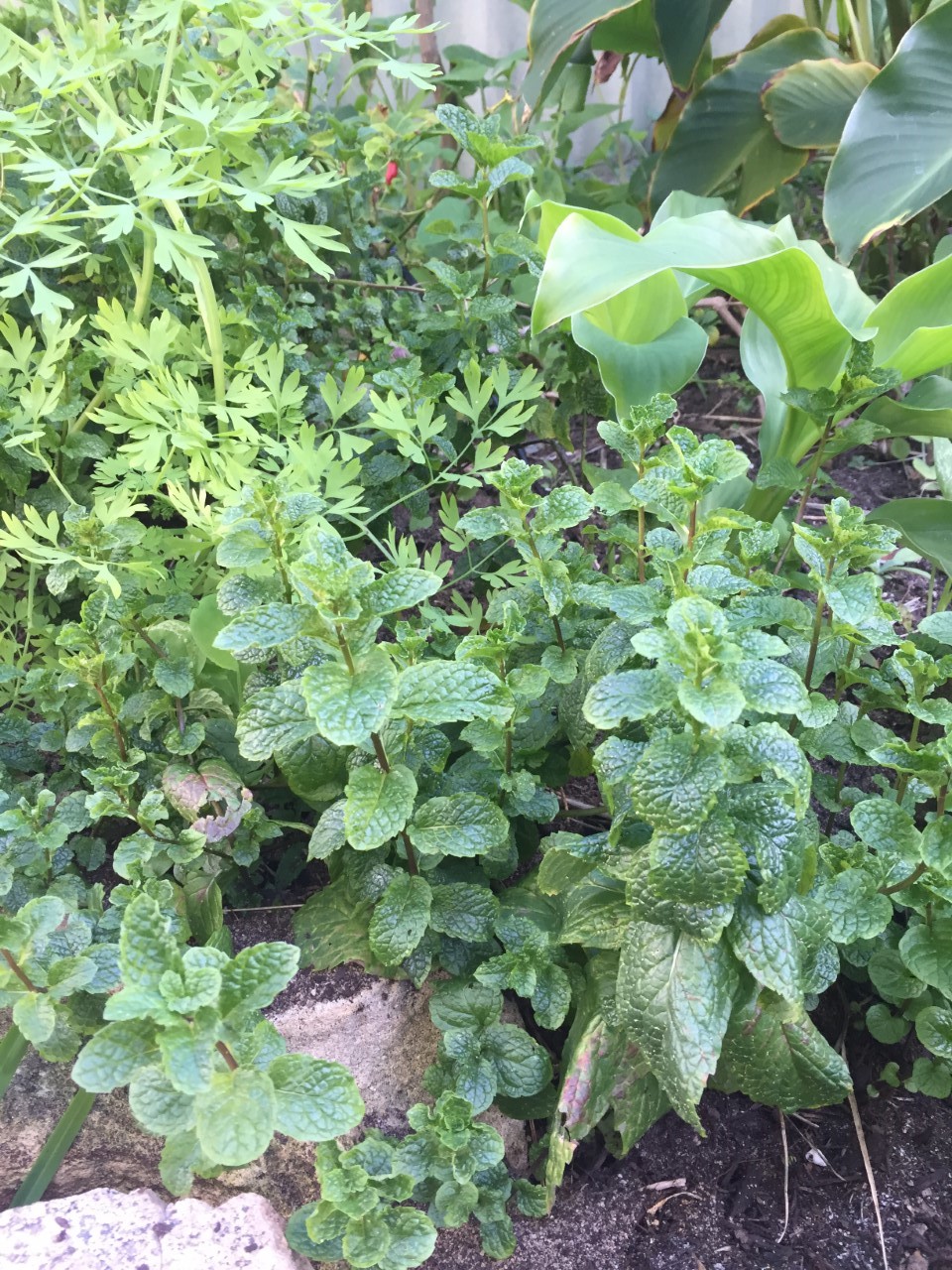 <p>herb</p>