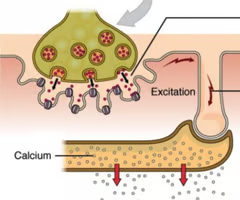 <p><span>across the fiber and into T-tubules </span></p>