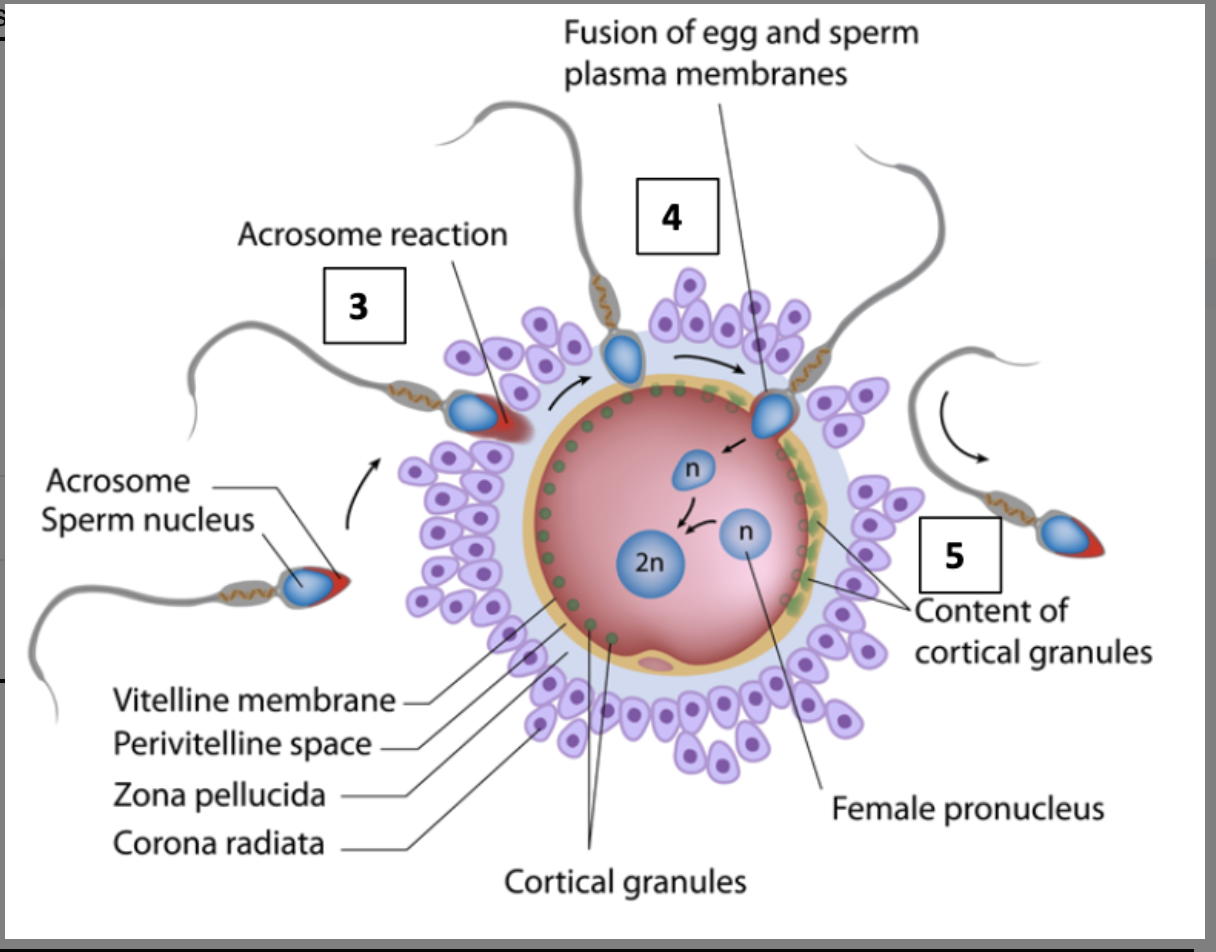 <p>fertilisation </p>