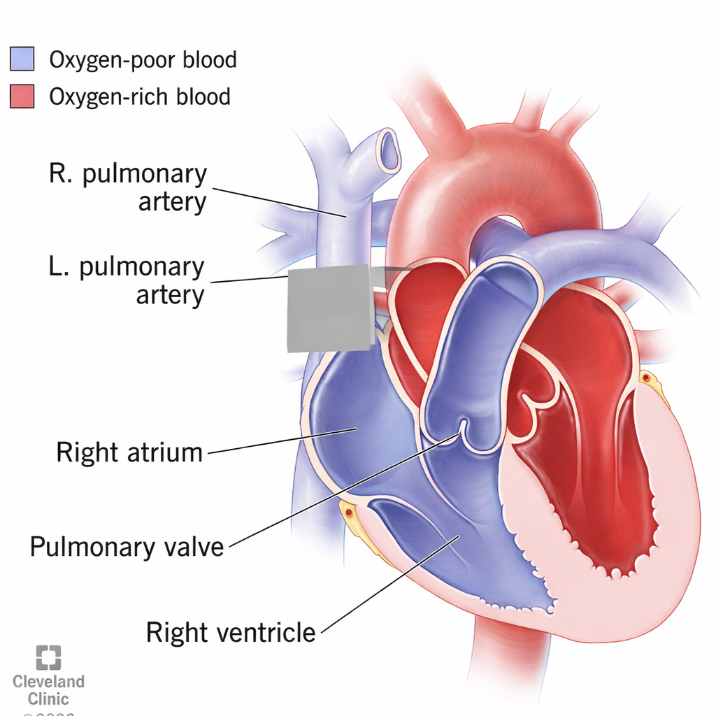 <p>Collective structure; under aorta, splits into 2</p><p>6</p>