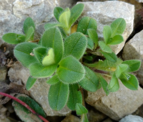 <p>Studenčna smiljka-Cerastium fontanum</p>