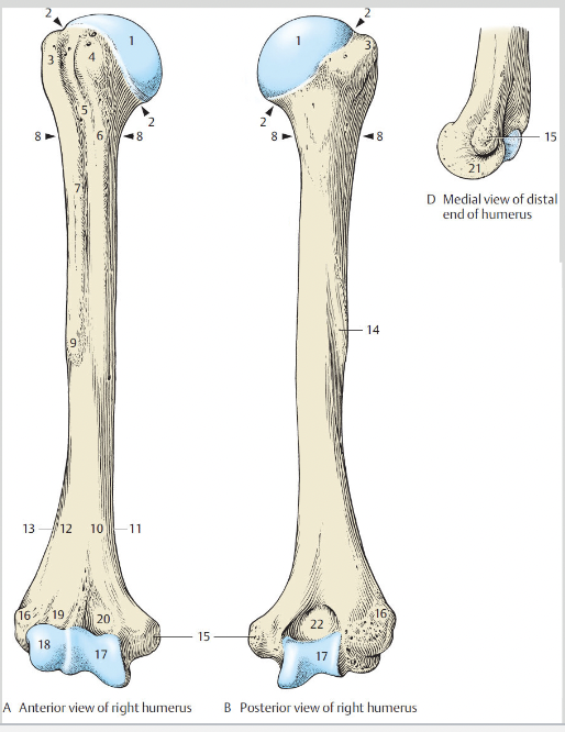 <p>Humerus distal end #19</p>
