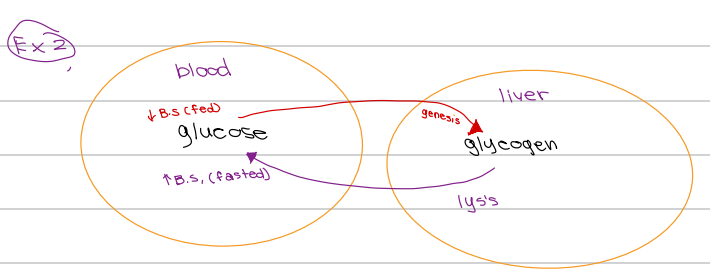 <p>c. Glycogenesis</p>