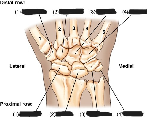 <p>distal 2</p>
