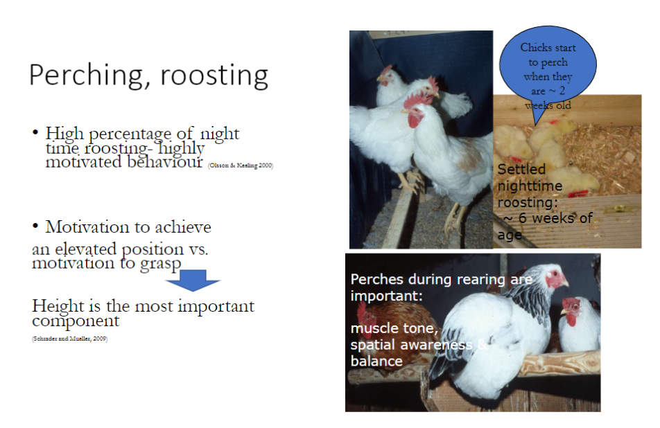 <p><strong>Motivation</strong><br>āHigh <strong>nighttime roosting</strong> indicates a <strong>strongly motivated natural behaviour</strong><br>āBirds prioritize <strong>height</strong> over grip when choosing perches</p><p><strong>Development</strong><br>ā<strong>Chicks</strong> start perching at ~ <strong>2 weeks old</strong><br>ā<strong>Settled nighttime roosting</strong> occurs at ~ <strong>6 weeks of age</strong></p><p><strong>Importance of Perches During Rearing</strong><br>āSupports <strong>muscle tone</strong>, <strong>spatial awareness</strong>, and <strong>balance</strong></p><p><strong>Key Point</strong><br>āProviding perches early is essential for <strong>normal development and expression of natural behaviours</strong></p>