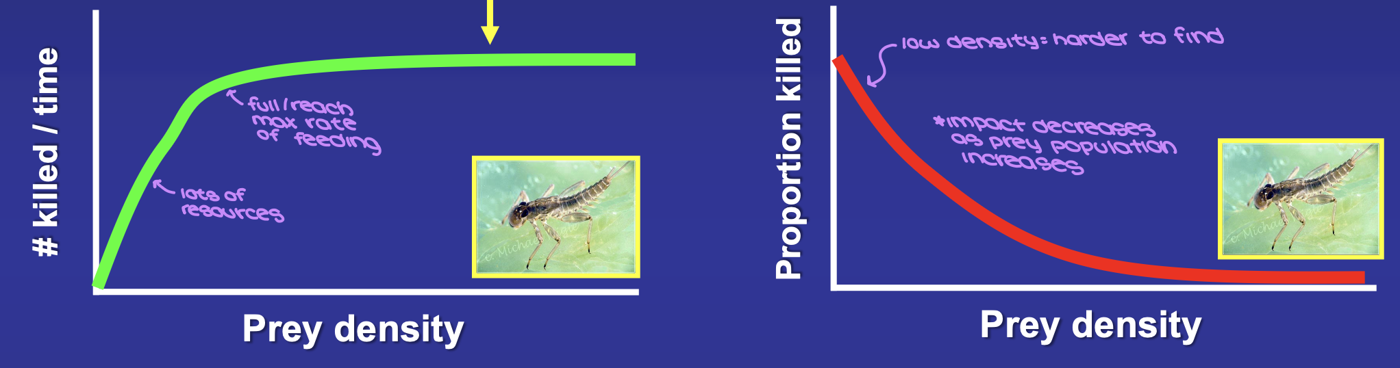 <ul><li><p># of prey killed increases then flatlines </p></li><li><p>proportion killed decreases </p><ul><li><p>predators become full and cannot eat any faster</p></li></ul></li><li><p>predators CANNOT regulate the population</p></li><li><p><span style="background-color: transparent;">rare in nauture</span></p><ul><li><p>sand/bedrock rivers</p></li><li><p>artificial channels</p></li></ul></li></ul><p></p>