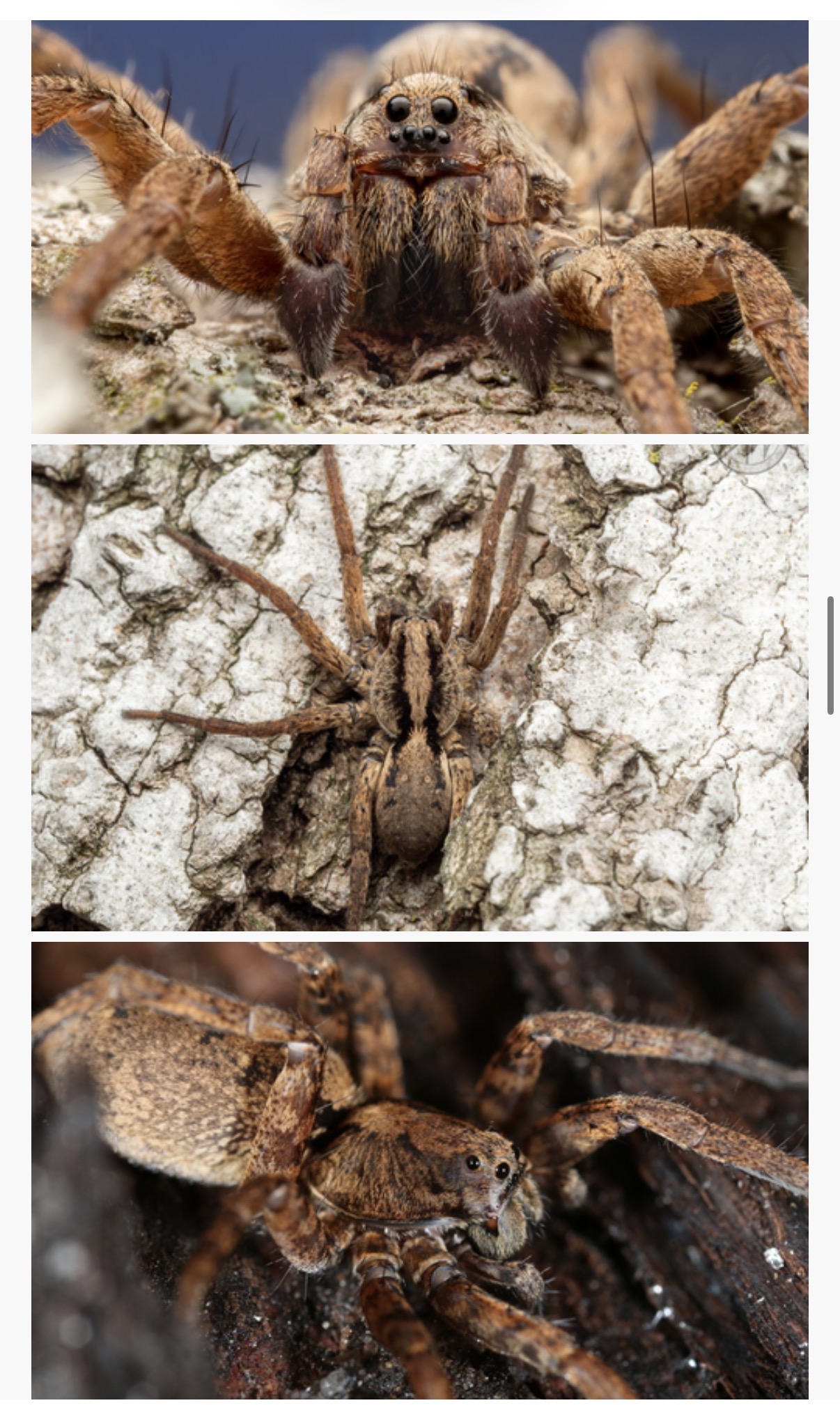 <p>Gladicosa gulosa - “drumming sword wolf spider”</p><p>family: Lycosidae</p>