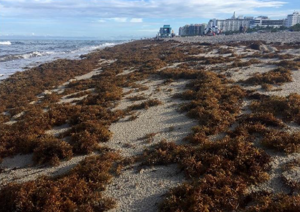 <p>Suggest a problem that arises when the Sargassum washes ashore.</p>