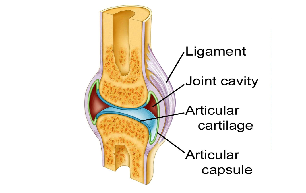 <ul><li><p>Held by ligament, but has synovial membrane around joint</p></li><li><p>Gap between bones</p></li></ul><p></p>