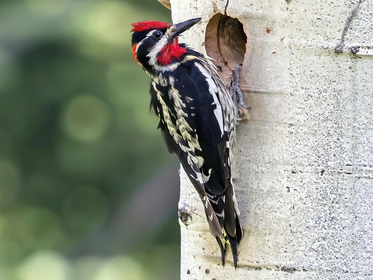 <p>Red-naped sapsucker</p>