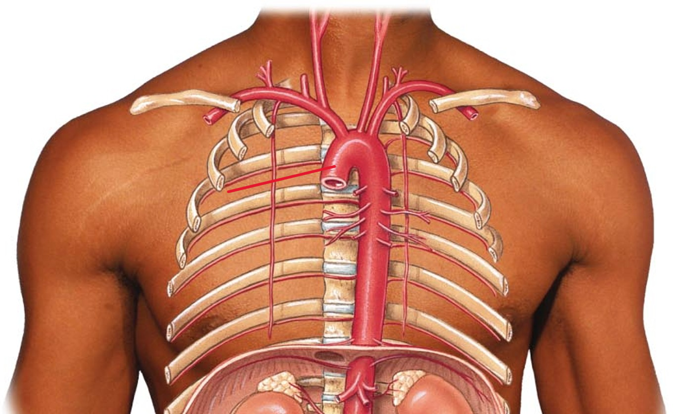 <p>Name the artery</p>