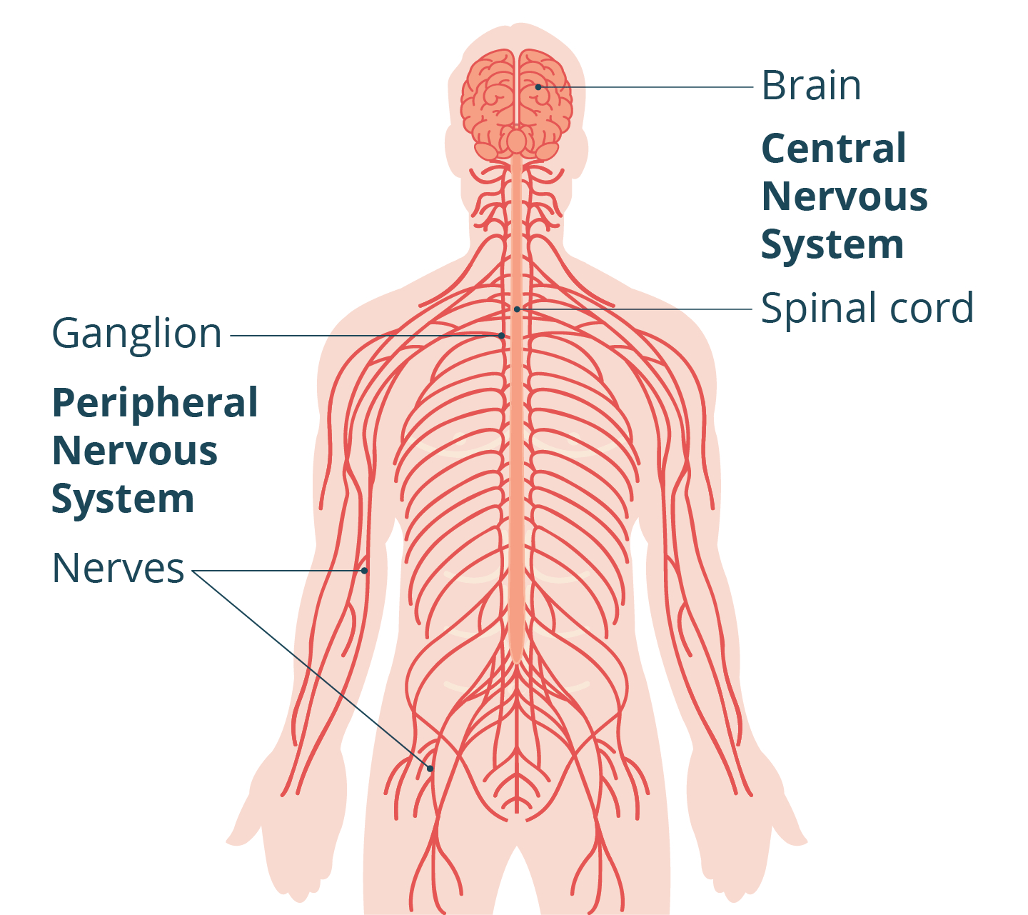 <p>Neurons (Brain, spinal cord, peripheral nerves)</p>