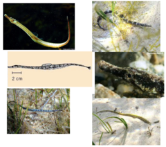 <p>Black-striped pipefish</p>