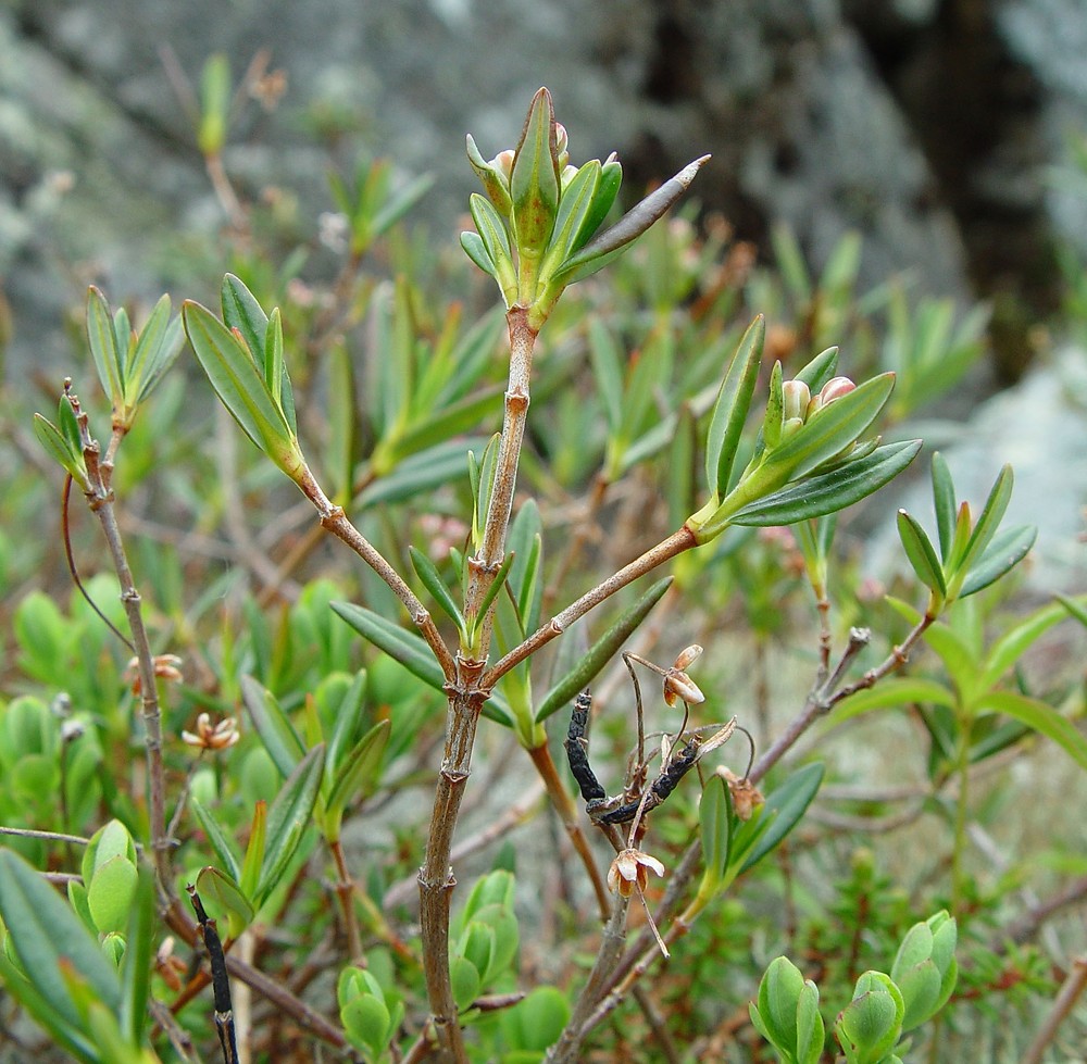 <p>Kalmia polifolia (Ericaceae)</p>