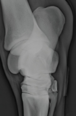 <p>Which radiographic view is this?</p>