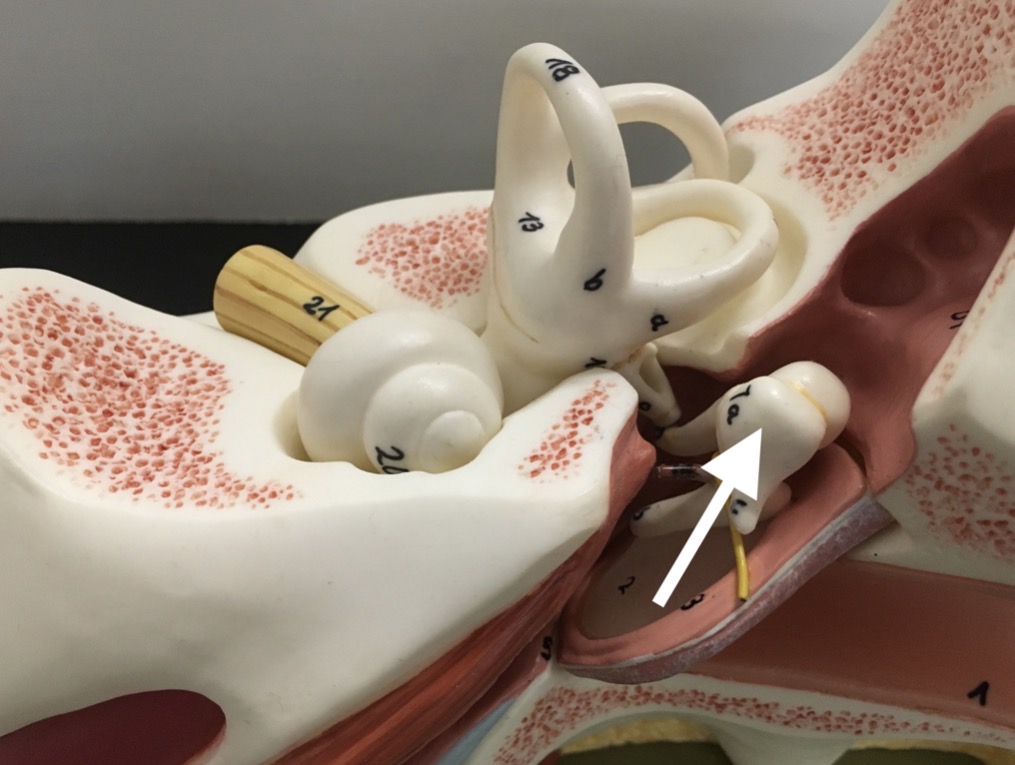 <p><span>name the specific structure at the end of the arrow's point</span></p>