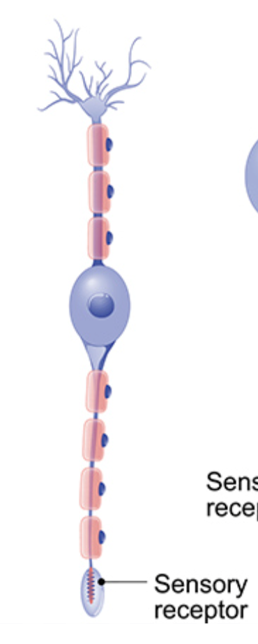 <p>Bipolar Neuron</p>