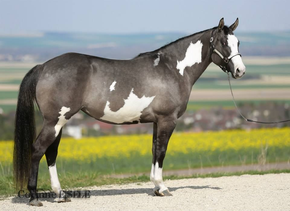 <p>overo spotting</p><p>white does not cross back, legs are dark, splashy white patches </p><p>caused by O allele </p><p>NN - not overo </p><p>NO - overo</p><p>OO - white foal, lethal white syndrome </p>