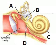 <p>Identify D:</p>