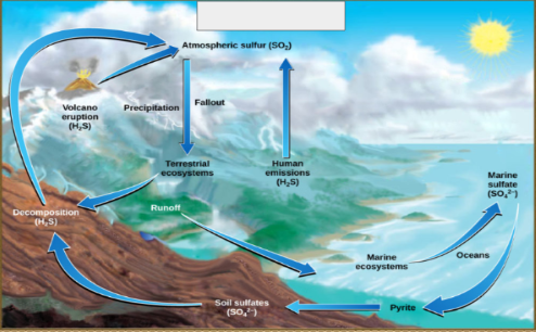 <p>name the cycle</p>