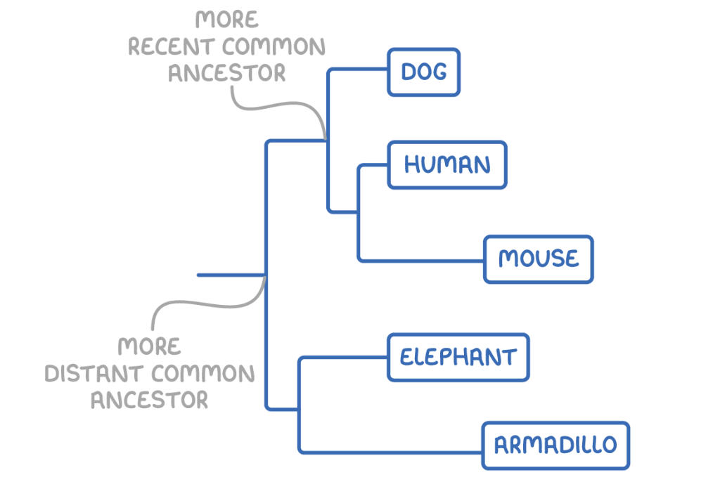 <ul><li><p>The relative positions of branching points show distance of shared common ancestors.</p></li><li><p>The relative distances between vertical lines shows closeness of species' evolution from common ancestral branches.</p></li><li><p>The proximity of species to each other indicates the closeness of their evolutionary relationship.</p></li></ul><p></p>