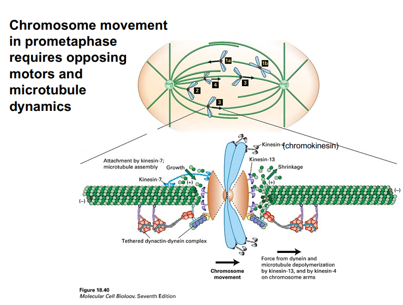 <p><span style="background-color: transparent;"><strong>&nbsp;Chromosome Movement to the Metaphase Plate</strong></span></p>