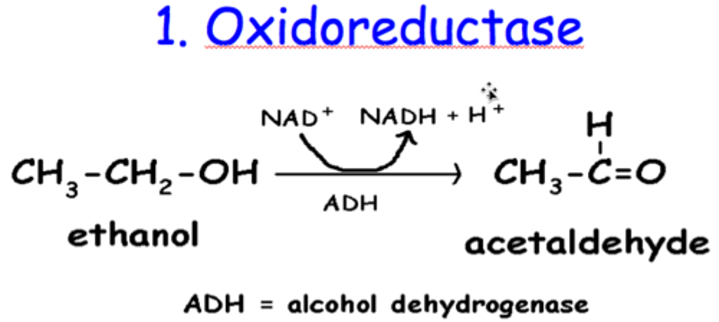 <p>Cataylzes oxidation/reduction reactions and can be split up into two separate entities:</p><p>1. Oxidase- catalyzes oxidation rxn</p><p>2. reducase- catalyzes reudction rnx</p><p>Often require co-enzymes such as NAD(H) or FAD(h2)</p>