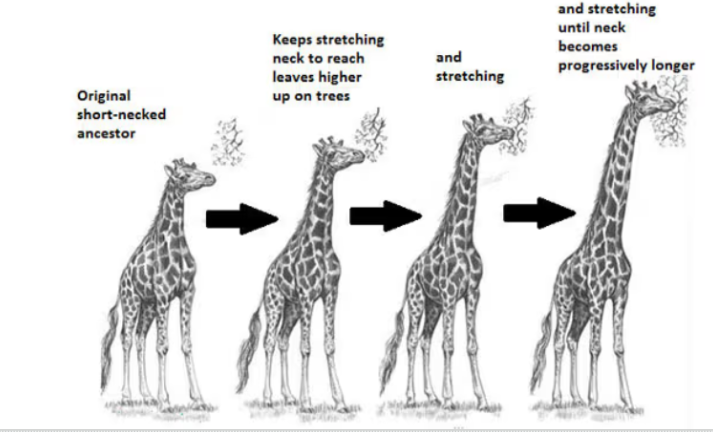 <ul><li><p><span style="background-color: transparent;">Theory proposed in the late 1700s by Jean Baptiste Lamarck&nbsp;</span></p></li></ul><ul><li><p><span style="background-color: transparent;">A new trait acquired by an individual is passed onto the offspring.</span></p></li></ul><p><span style="background-color: transparent;"><u>Example</u>: It was thought giraffes responded to food being higher on branches by actively stretching their necks longer to reach the food. The more the giraffes used this trait the taller their necks grew and this physical trait would be passed onto the next generation of giraffes with each new generation having a longer neck. -not true tho</span></p>