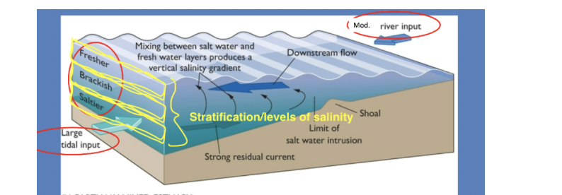<p>Strong tides and moderate river input create a weaker halocline, stratification, and vertical mixing</p>
