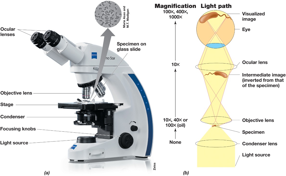 <ul><li><p><em>Compound light microscope uses visibel light to illuminate cells </em></p></li><li><p><em>The condenser focuses the light</em></p></li><li><p><em>Objective lense magnifies (10-100x) </em></p></li><li><p><em>Ocular lense magnifies (10-30x) </em></p></li></ul><p></p>