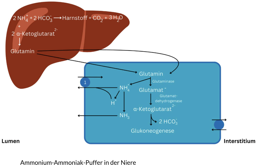 <p>Bei sauren Bedingungen (Bicarbonatmangel)</p><img src="https://assets.knowt.com/user-attachments/3dddc219-d97e-4bcd-adfa-91d353caa97e.png" data-width="100%" data-align="center"><p></p>