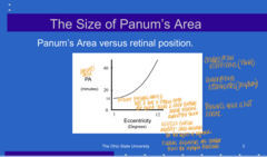 <p>Where is Panum's Area the smallest?</p>