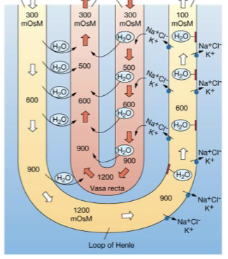 <p>Permeable to both water and salt. Travels along with the loop, forming its own hairpin turn, with blood flowing in the opposite direction as the filtrate. Responsible for maintaining the gradient generated by the loop of henle, mirrors the osmolarity found at the loops levels </p>