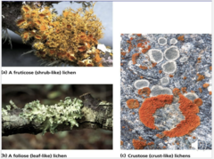 <p>fruticose (shrub-like), foliose (leaf-like), crustose (crust-like)</p>