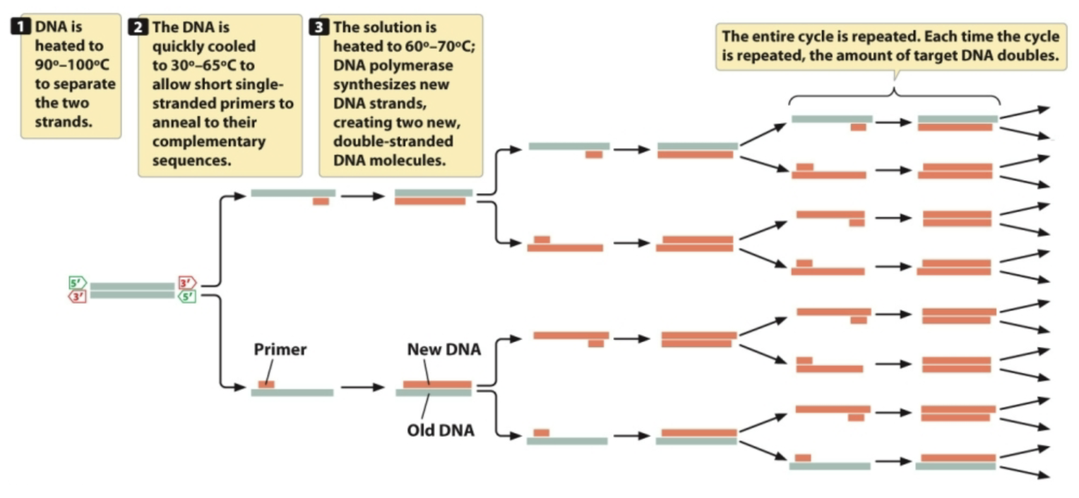 <p>Technique to amplify — produce many many copies of — DNA</p><p>Ingredients: heat-resistant <strong>Taq polymerase</strong>, dNTPs, primers, thermocycler machine</p><ul><li><p>since primers are used, u must have some knowledge about sequence u are PCRing</p></li></ul><p><u>Procedure</u></p><ul><li><p>Heat to 90 - 100<sup>o</sup>C to separate 2 strands </p></li><li><p>Cool to 30 - 65<sup>o</sup>C so primers can anneal </p></li><li><p>Heat to 60 - 70<sup>o</sup>C so Taq polymerase can do its thing</p></li></ul><p>(exact temperatures depend on specific sequence, prolly more GC% content means higher melting point) </p>